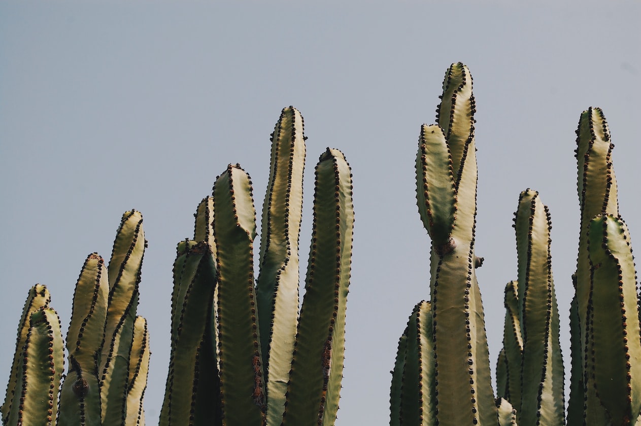 GF TELLS BF TO BUY ‘TOY’ FOR HER, HE CAME HOME WITH A CACTUS & TELLS HER OWNSELF PLAY