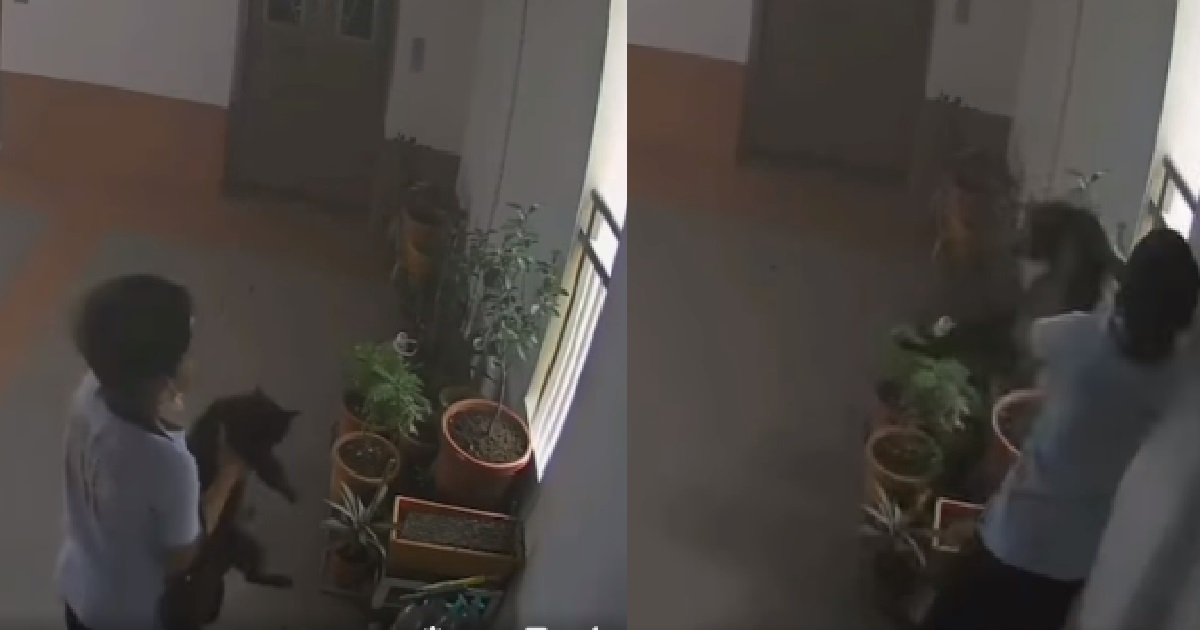 SPCA RESPONDS TO VIRAL VIDEO OF CAT KILLER THROWING CAT FROM BOON LAY HDB