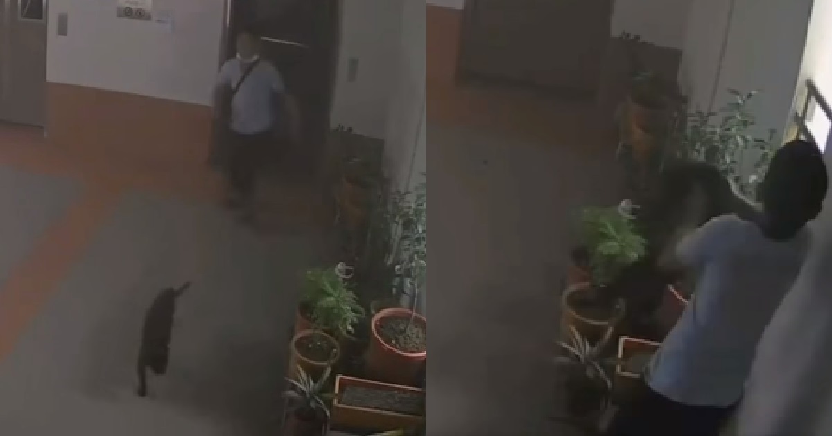 INFAMOUS BOON LAY CAT KILLER GIVEN “REHAB PROGRAMME” TO LEARN ANIMAL CARE