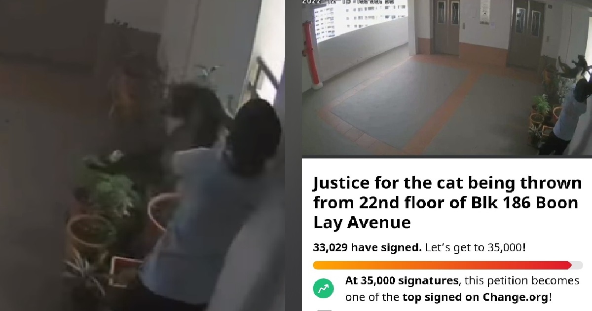 PETITION FOR BOON LAY CAT-KILLER TO FACE JUSTICE GETS MORE THAN 33K SIGNATURES