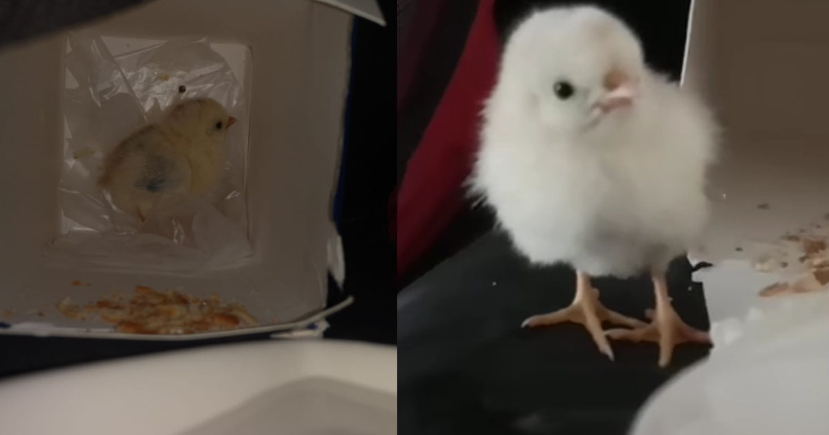 WOMAN FOUND CHICK ABANDONED IN THE LIFT AT YISHUN