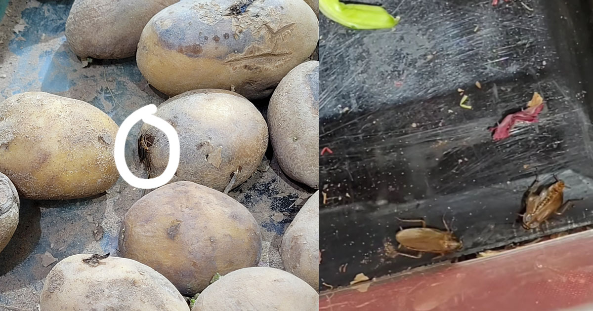 COCKROACH INFESTATION AT KIM KEAT AVENUE GIANT SUPERMARKET
