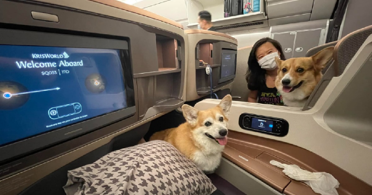 CORGIS ENJOYING LIFE, FLY BUSINESS CLASS ON S.I.A AND TREATED LIKE CELEBRITIES ON FLIGHT