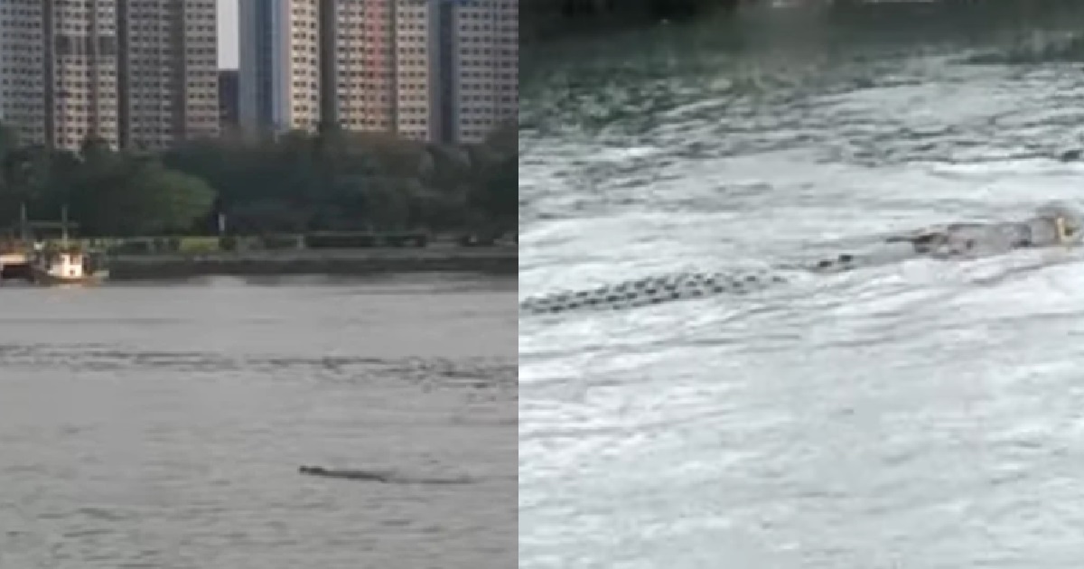 CROCODILE SEEN IN WATERS @ WEST COAST PARK, NPARKS ADVISES PUBLIC TO STAY CALM