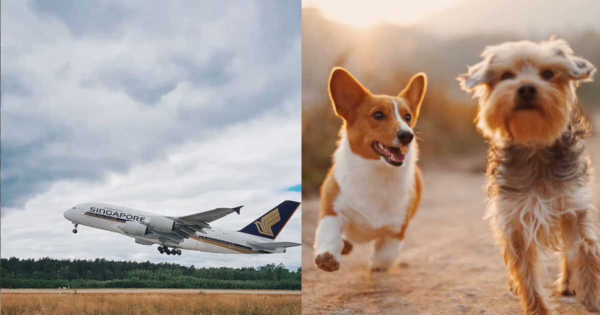 SINGAPORE AIRLINES TO STOP ALLOWING EMOTIONAL SUPPORT DOGS FROM APRIL 2023