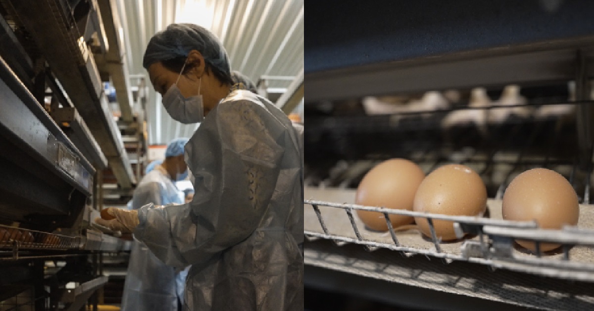 S’PORE TO START IMPORTING CHICKEN EGGS FROM BRUNEI TO STRENGTHEN EGG SUPPLY