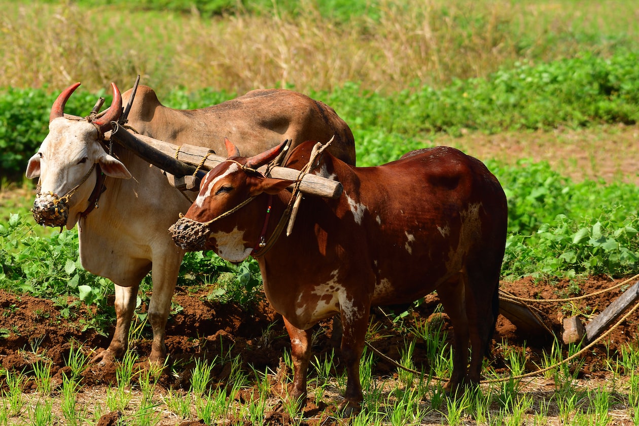 GUY SPENDS HIS WHOLE GST VOUCHER ON SIAM BU’S ‘SICK’ COW