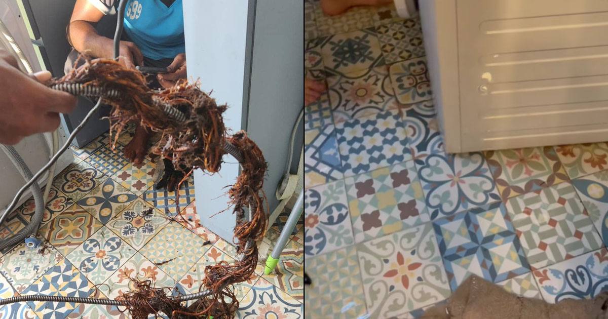 EAST COAST NEIGHBOUR GROW PLANTS UNTIL LIKE FOREST, ROOTS CHOKES UP DRAINAGE