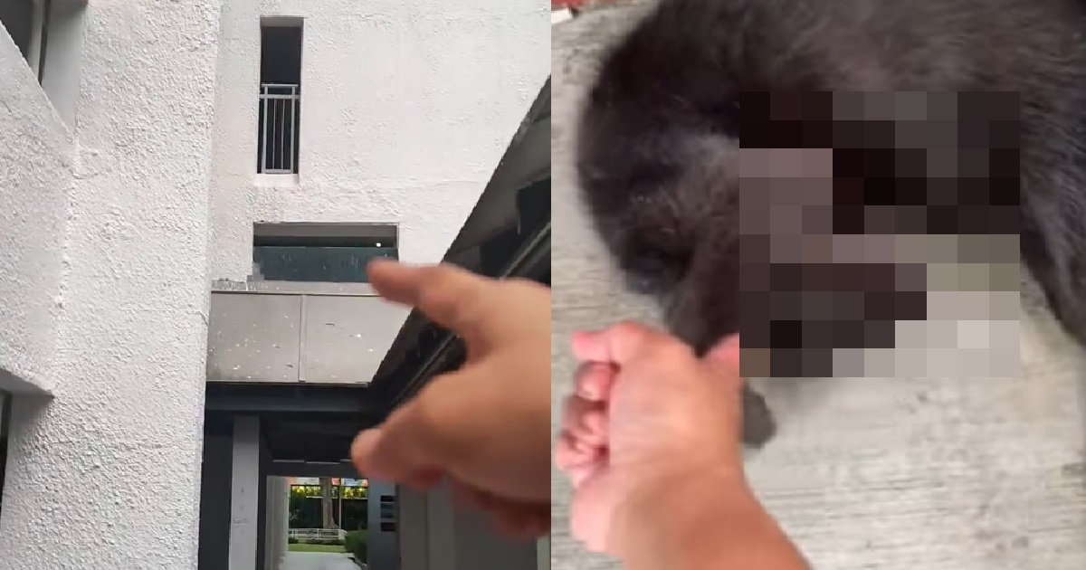 BOON LAY CAT-KILLER ALLEGEDLY DID “SOMETHING ELSE” AFTER KILLING THE CAT – BODY WAS MOVED