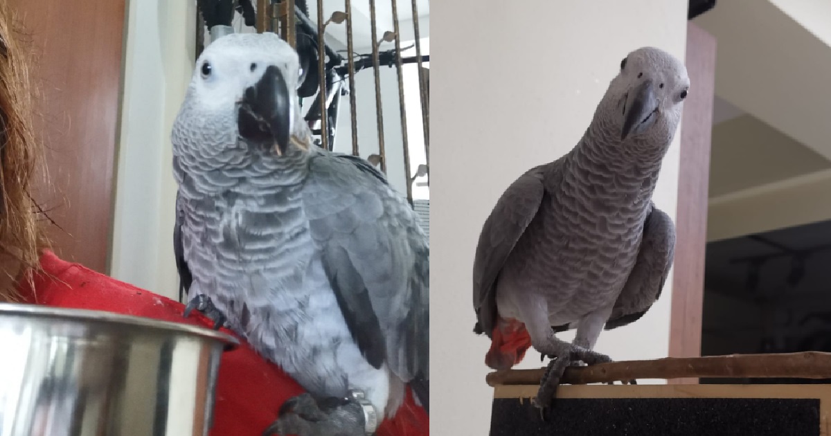 $2K REWARD FOR SAFE RETURN OF WOMAN’S PARROT WHO HAS BEEN MISSING SINCE 29 OCT
