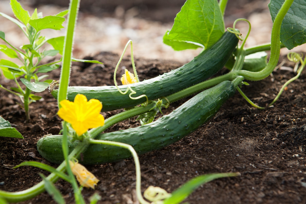 GIRL SAYS AS LONG SHE HAS A FRESH CUCUMBER SHE DOESN’T NEED A MAN