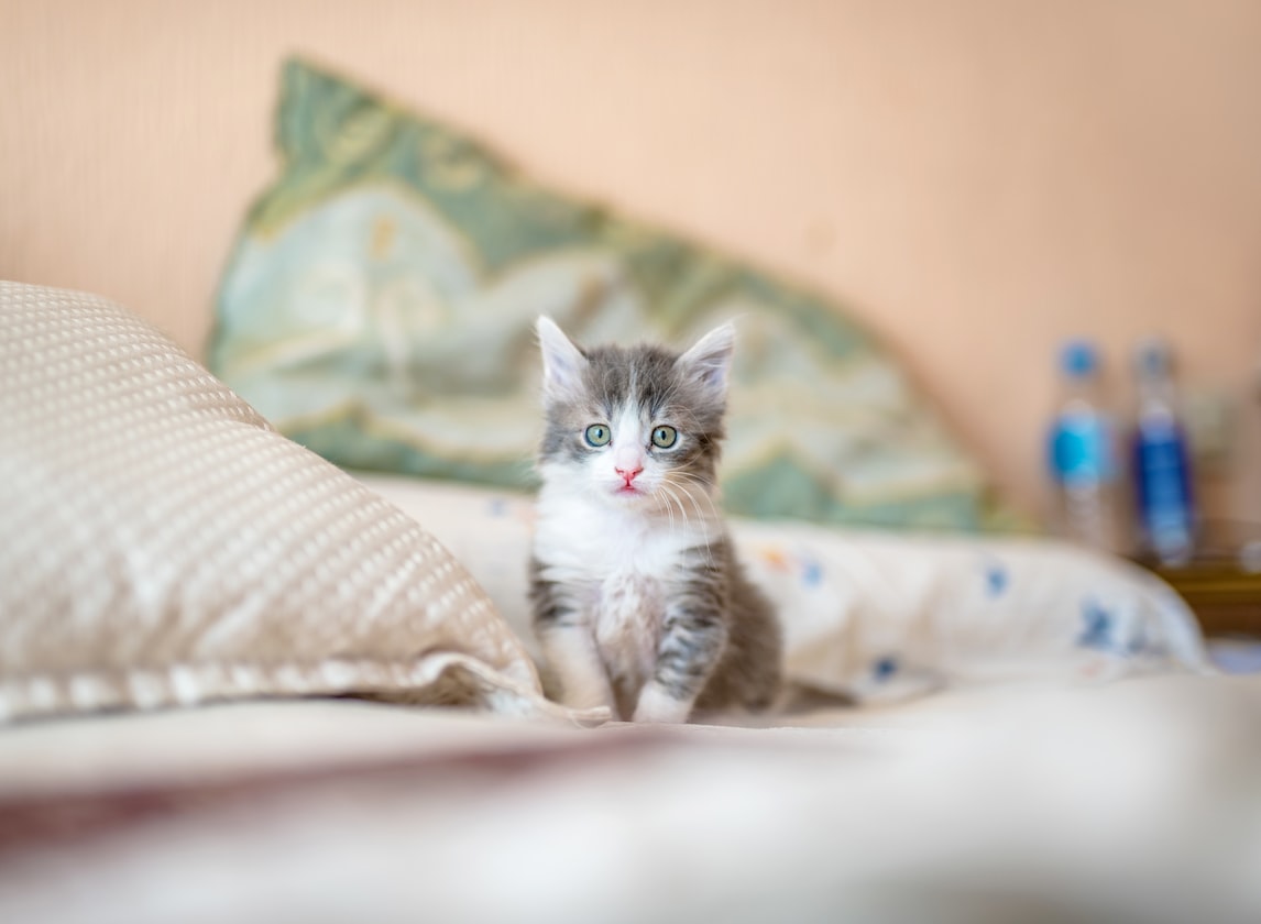 FEMALE CLASSMATE INVITED ME TO PLAY WITH HER CAT, END UP IS ANOTHER KIND OF CAT