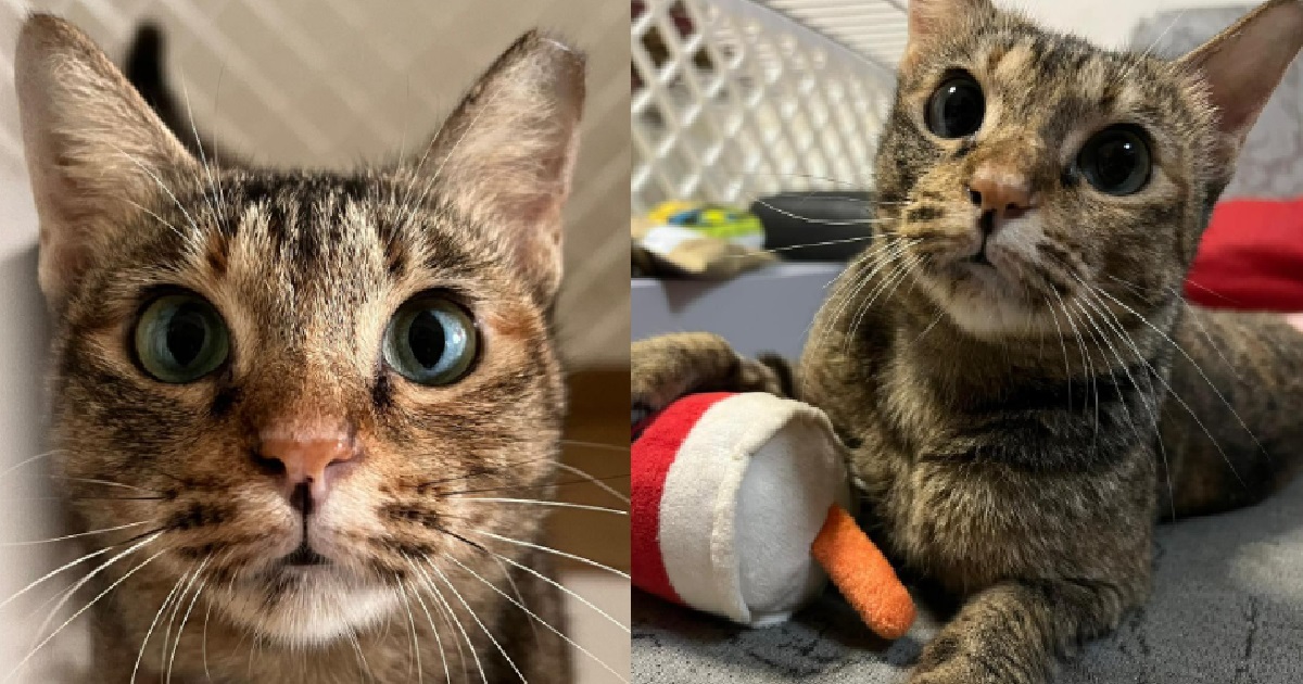 CAT LOST ITS LEG AFTER FALLING DOWN 5-FLOORS, SEEKING ADOPTION IN A LOVING HOME