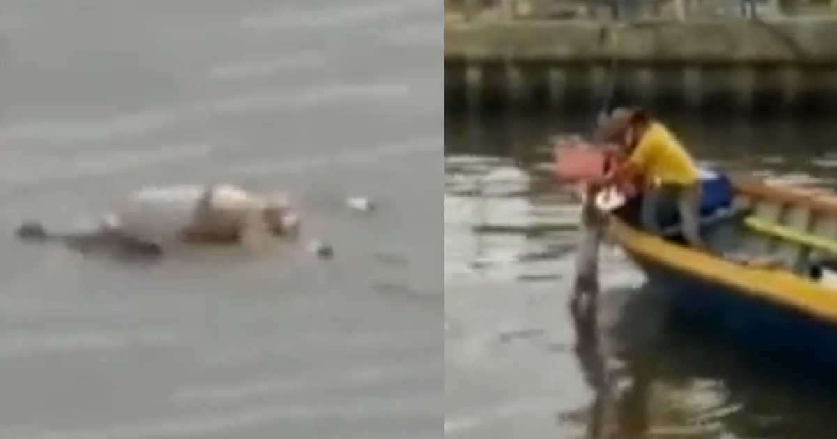 CROCODILE CARRIES BOY’S DEAD BODY TO RESCUERS IN INDONESIA RIVER INSTEAD OF EATING IT
