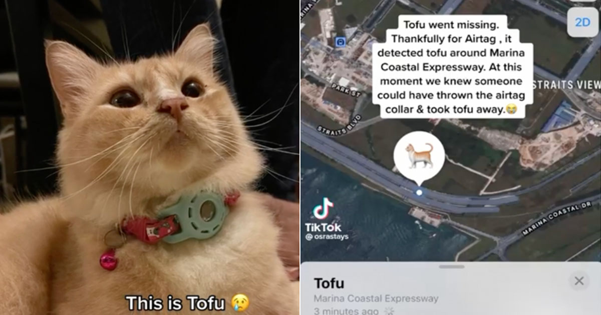 PET CAT WANDERS OFF FROM GEYLANG UNTIL MCE, OWNER FOUND IT BY USING APPLE AIRTAG