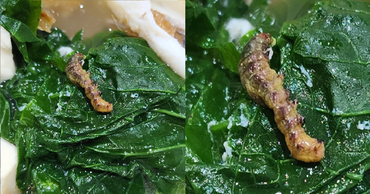 MAN FOUND CATERPILLAR IN HIS FOOD, HAWKER SAYS “EAT UNTIL LIKE THAT THEN RETURN…”