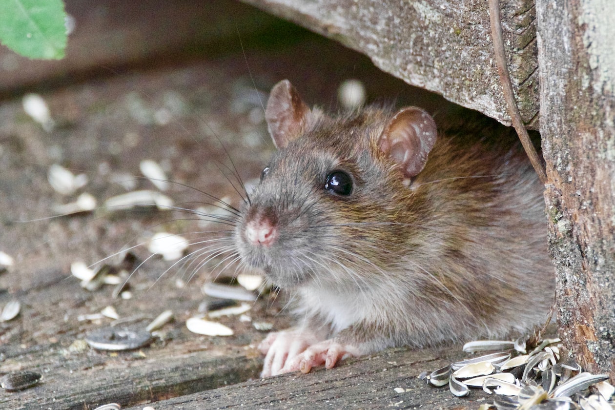 MAN SAY HE ALMOST FAINT AFTER GF TAKE OFF HER PANTIES, SMELL LIKE RAT DIE INSIDE