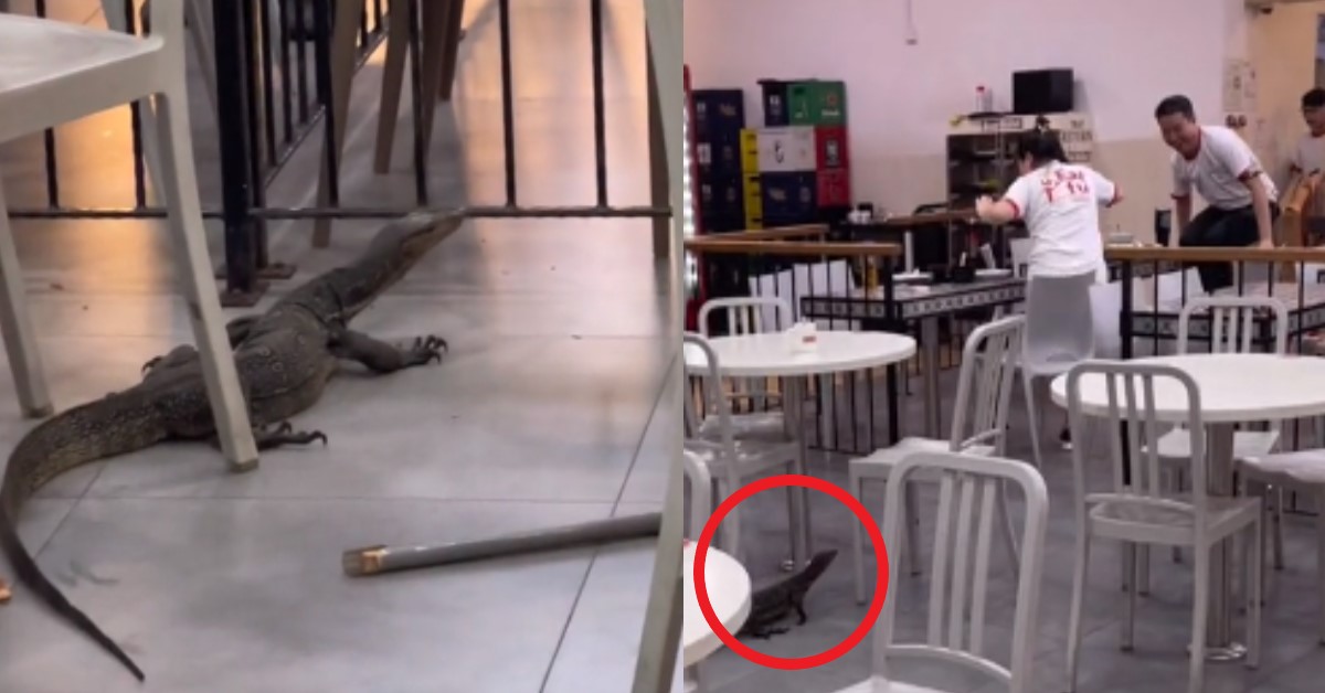 PEOPLE REACT TO MONITOR LIZARD @ COFFEESHOP MACAM SEE CROCODILE
