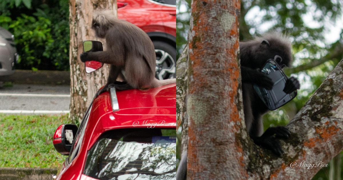 MONKEY STEALS HONDA’S SIDE MIRROR AND GOT HIMSELF A SOUVENIR