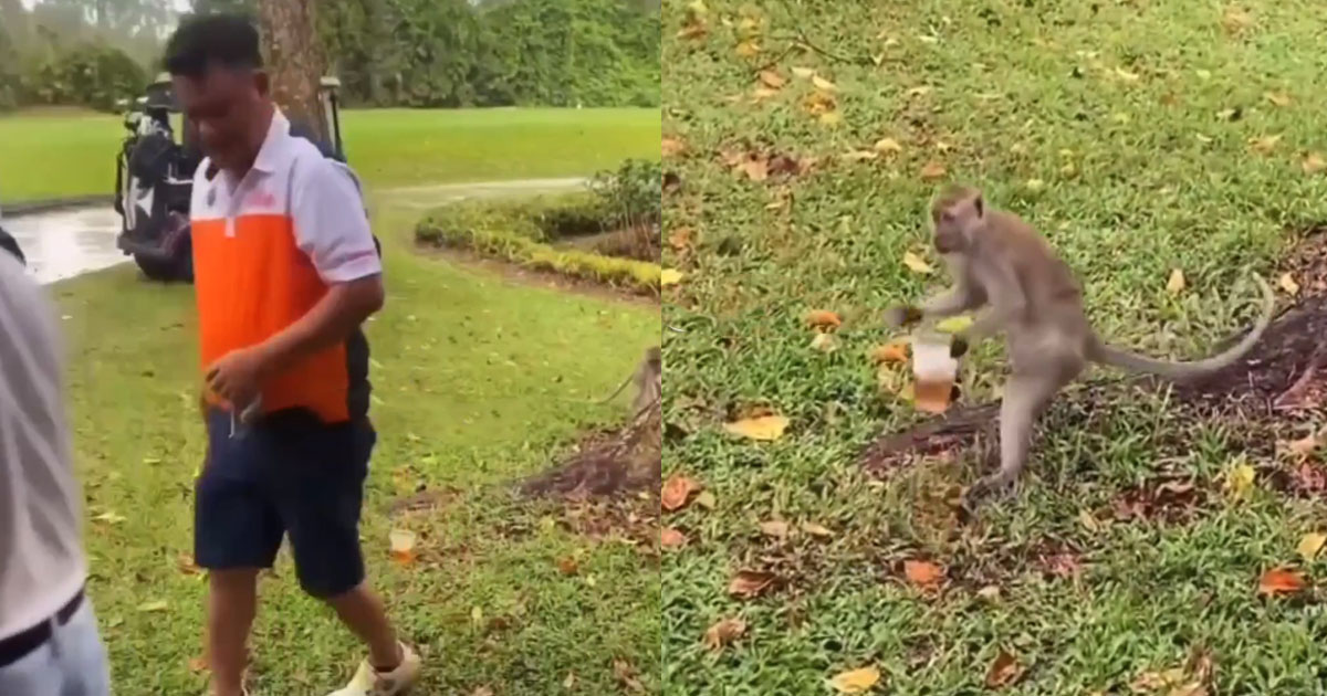 MAN FEEDS MONKEY BEER, MONKEY TAKES CUP OF BEER AND RAN AWAY