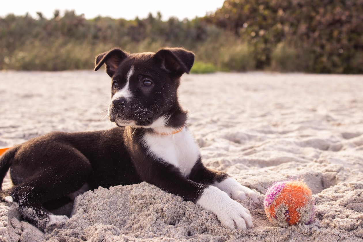 MAN THINKS HE’S A DOG IN HIS PAST LIFE BECAUSE HE KEEPS DREAMING OF IT