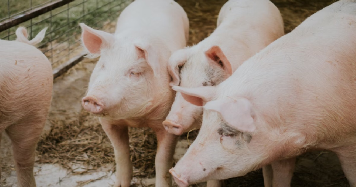 BUTCHER DIED AFTER STRUGGLING WITH PIG AT SLAUGHTERHOUSE, DIED WITH CHOPPER STILL IN HAND