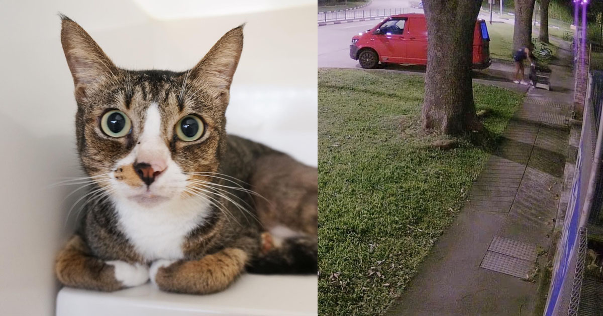 CAT ABANDONED OUTSIDE SPCA’S FRONT GATE, HOPE THE OWNER ROTS IN HELL