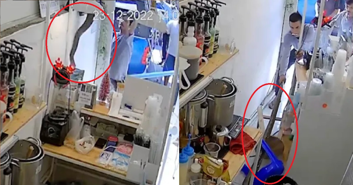 PYTHON FELL DOWN FROM CAFE CEILING CHASES AFTER WAITRESS, TRAUMATISING HER