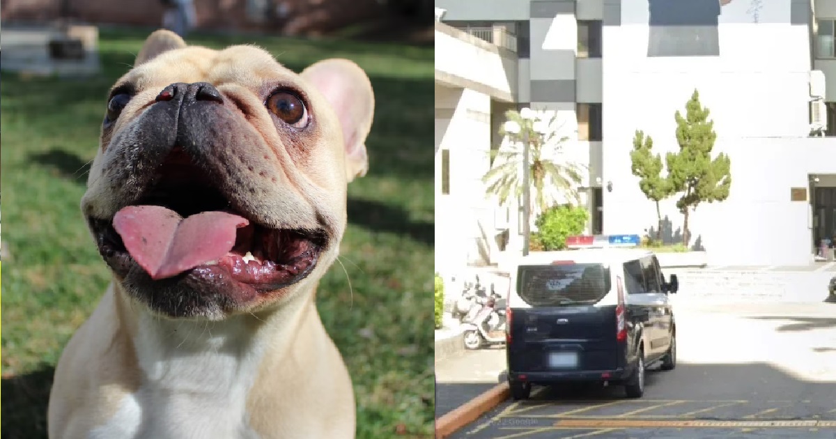 21 Y.O WOMAN DIED ALONE AT HOME, BODY EATEN BY HER 5 DOGS WHO WERE HUNGRY