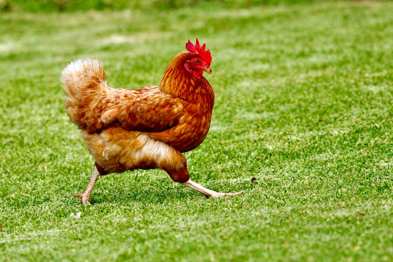 MAN SAID HE FELL IN LOVE WITH A ‘CHICKEN’, UNSURE HOW TO PROCEED