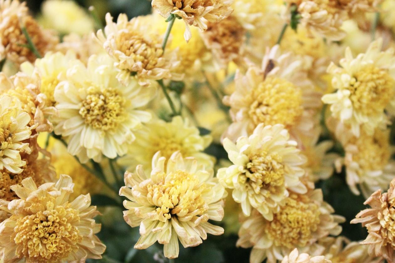 GF KEEP MAKE NOISE NO FLOWER ON V-DAY, BF GIVES HER CHRYSANTHEMUM