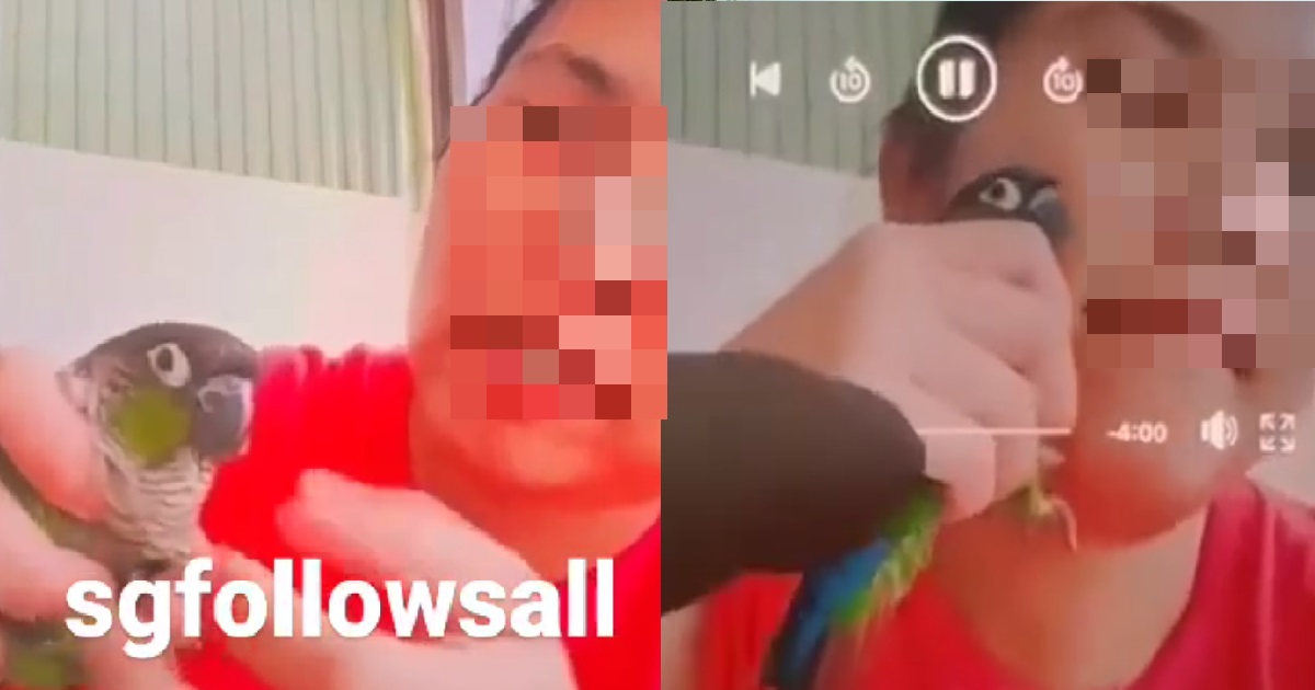 WOMAN FEEDS SALIVA TO PARROT THAT SHE FOUND & FLICKS ITS FACE, WELFARE GROUP LOOKING FOR HER