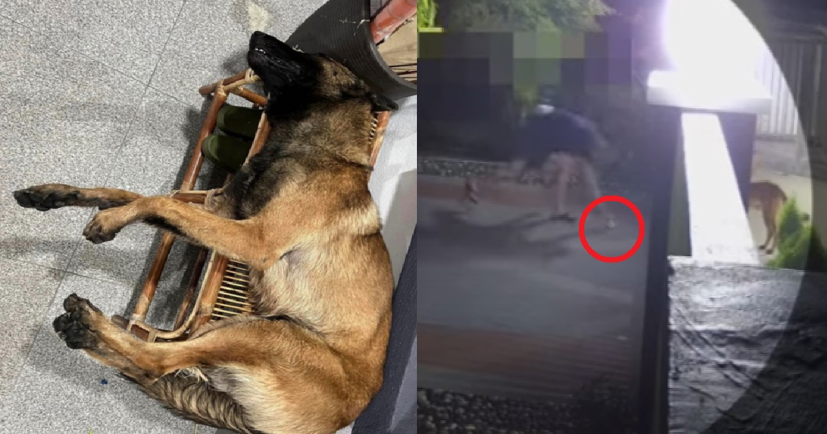 EVIL MAN THREW POISONED BUN INTO HOUSE TO FEED DOG, DIED AFTER EATING IT