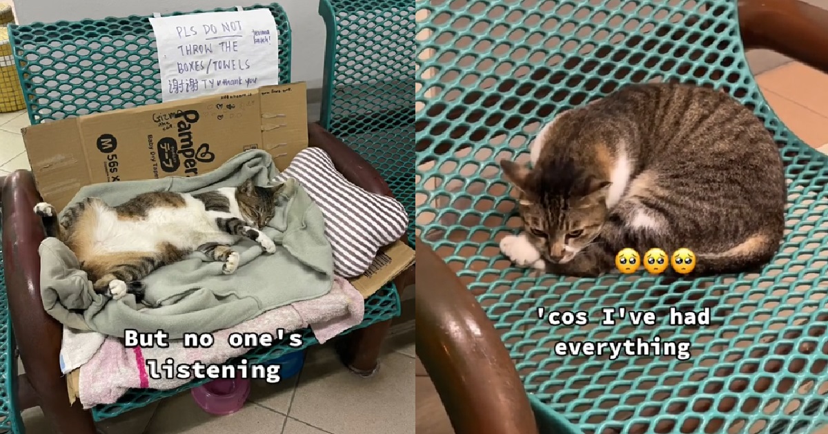 TOWN COUNCIL TAKES AWAY NEIGHBORHOOD CAT’S BED @ HOUGANG VOID DECK, NETIZENS ANGRY