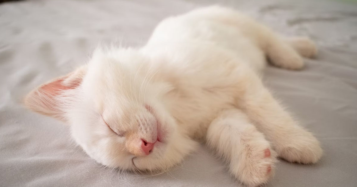 MAN FINED $10K FOR STARVING HIS CAT FOR A MONTH CAUSING IT TO DIE @ SEMBAWANG