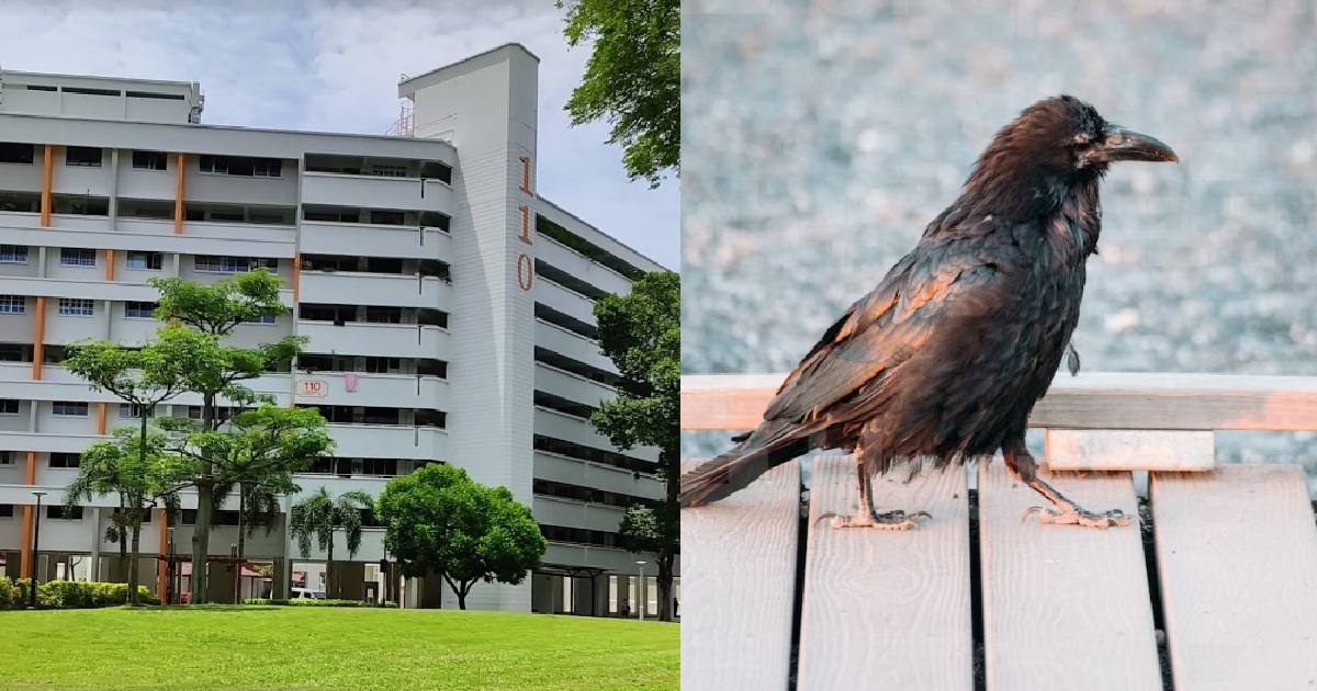 10 PEOPLE ATTACKED BY CROWS IN UNDER 20 MINS, CROWS CAN REMEMBER FACES & HOLD GRUDGES