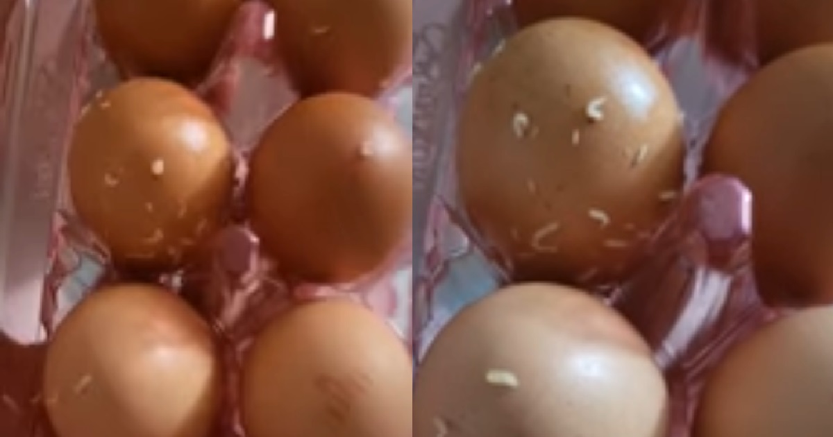 WOMAN FOUND MAGGOTS ALL OVER EGGS THAT SHE BOUGHT FROM YISHUN MINIMART