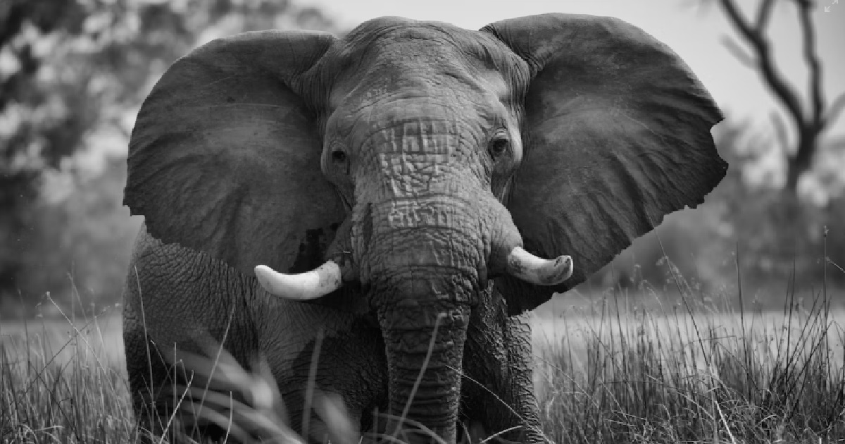 ELEPHANT KILLED AFTER BEING FED BANANAS TREATED WITH CHEMICALS FROM TOURISTS
