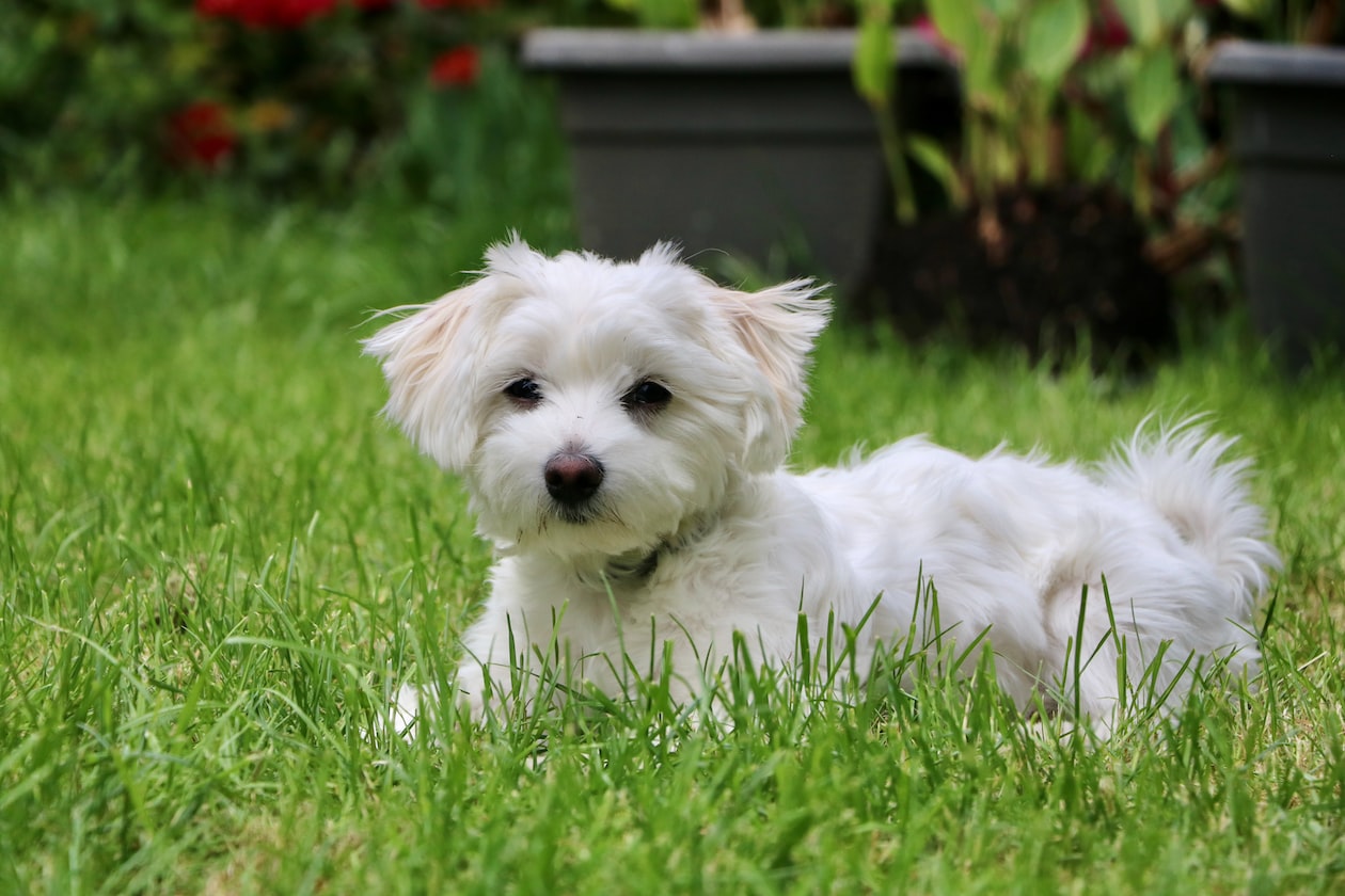 MAN BUYS DOG TO USE AS ‘CHICK MAGNET’, AFTER GET GIRL ALREADY IGNORES DOG