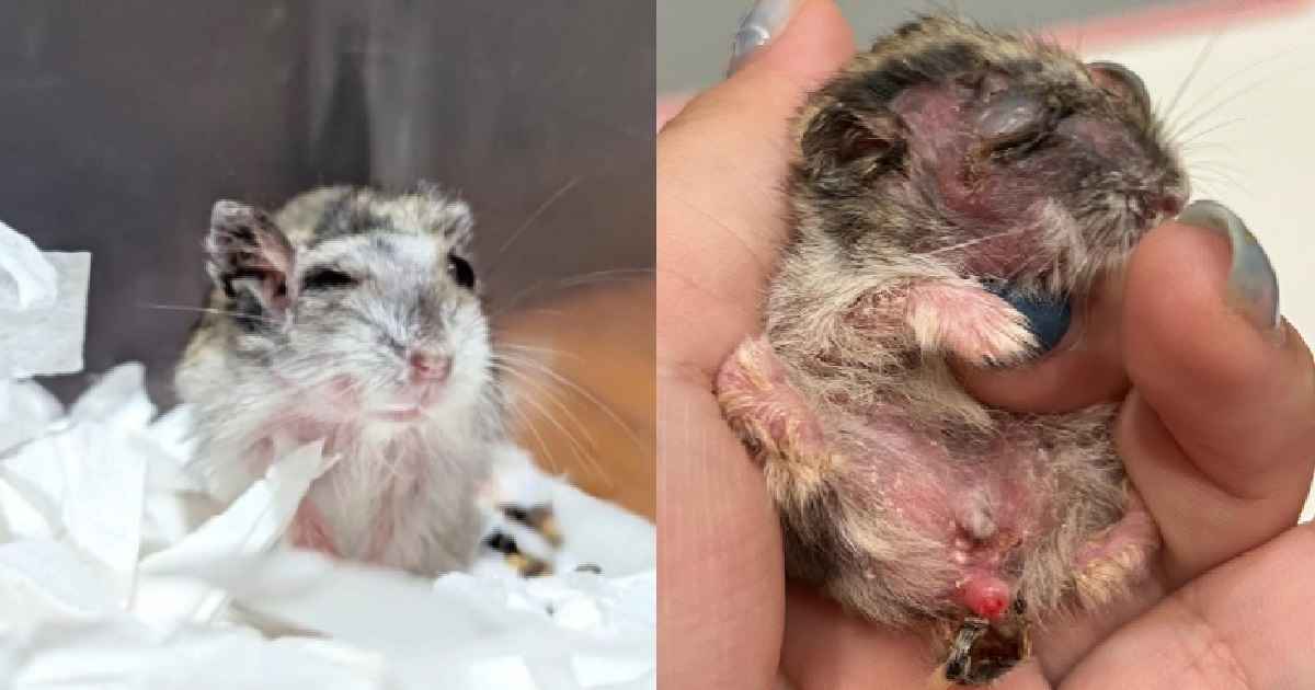 S’PORE PRESCHOOL BEING INVESTIGATED BY AVS AFTER INJURED HAMSTER RESCUED