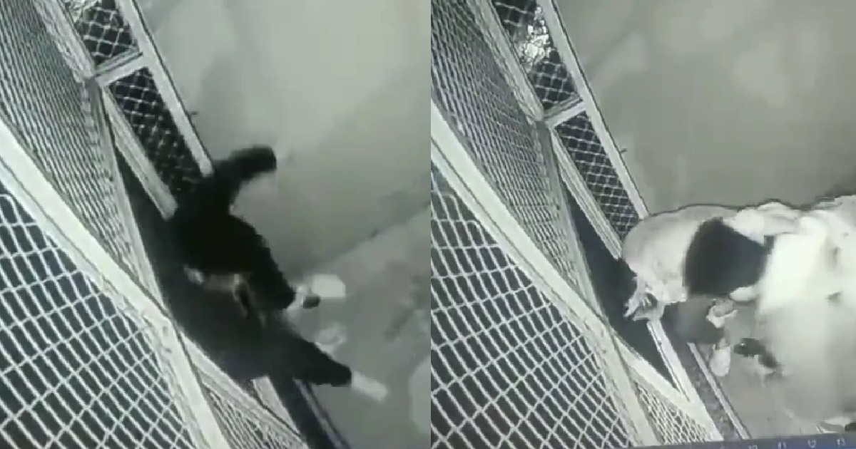 20 Y.O STUDENT FELL TO HIS DEATH FROM 6-FLOOR HOSTEL BALCONY, DIED ON THE SPOT