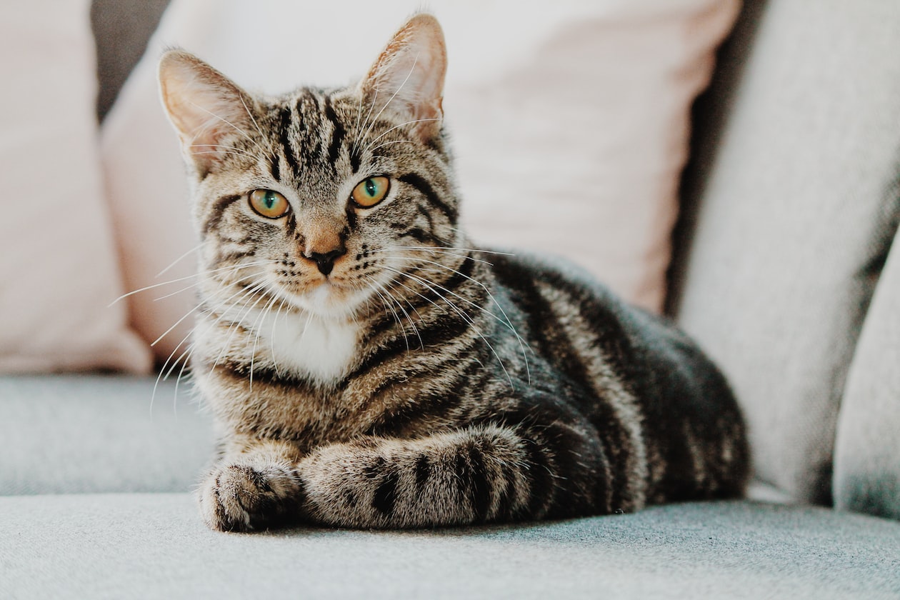 30 Y.O MAN ACCUSED OF MISTREATING 5 CATS, KILLING & THROWING THEM DOWN FROM HDB