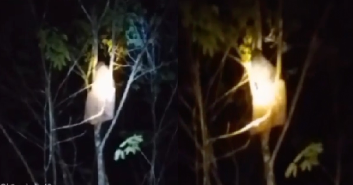 GIRL WEARS WHITE DRESS & SCREAMS ON TREE, MUM SAYS SHE’S POSSESSED BY SPIRITS