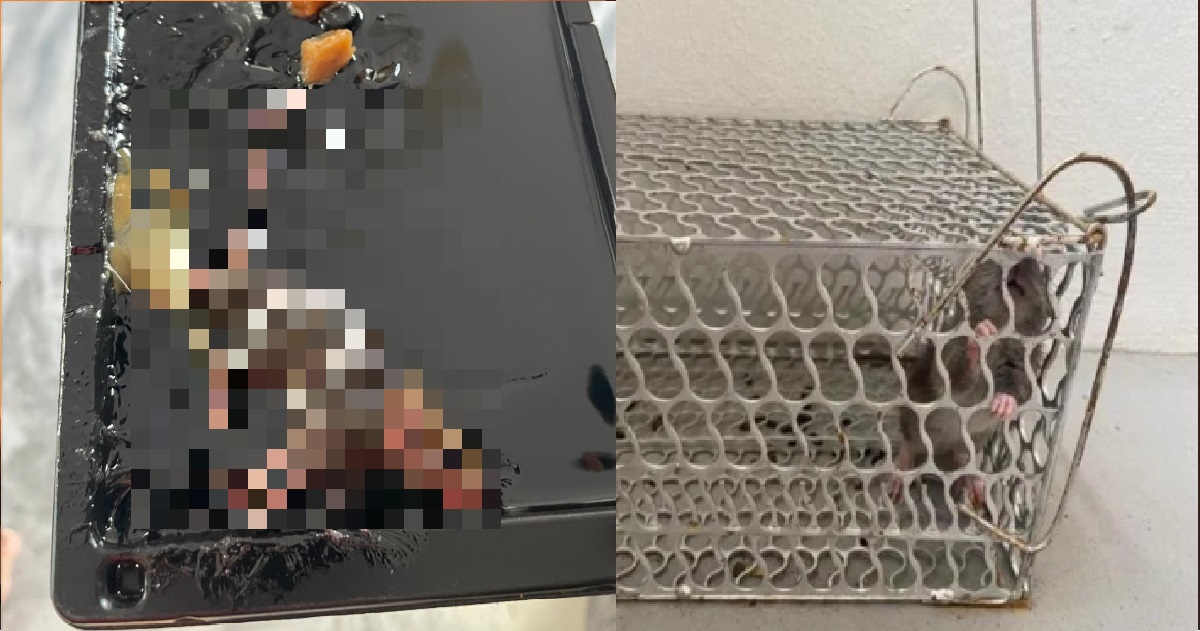 HOUGANG ESTATE INFESTED WITH RATS, RESIDENT BOPIAN HAS TO SET OWN TRAPS