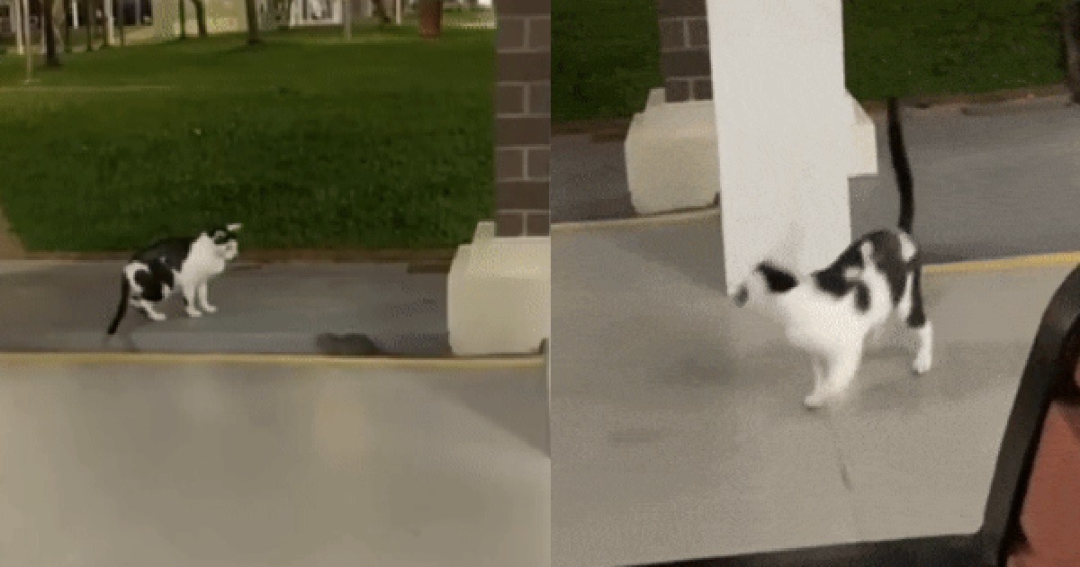 CAT KENA CHASE BY RAT @ HOUGANG HDB VOID DECK, LIKE TOM & JERRY IN REAL LIFE