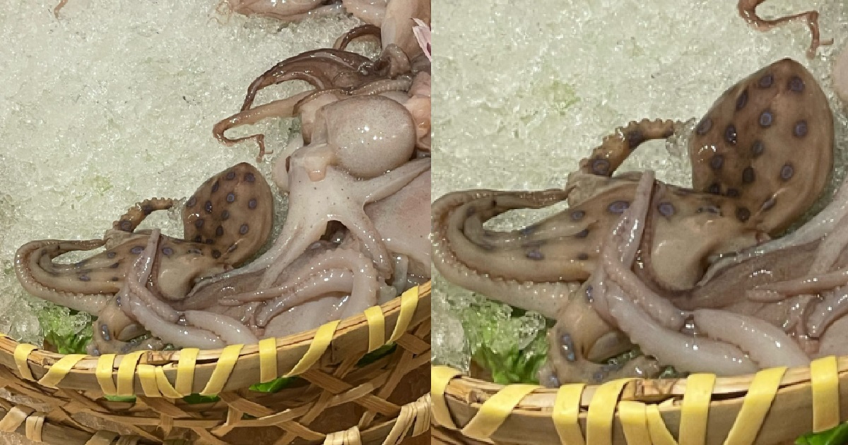 MAN FOUND POISONOUS BLUE-RINGED OCTOPUS IN HIS HOTPOT, CAME CLOSE TO DYING
