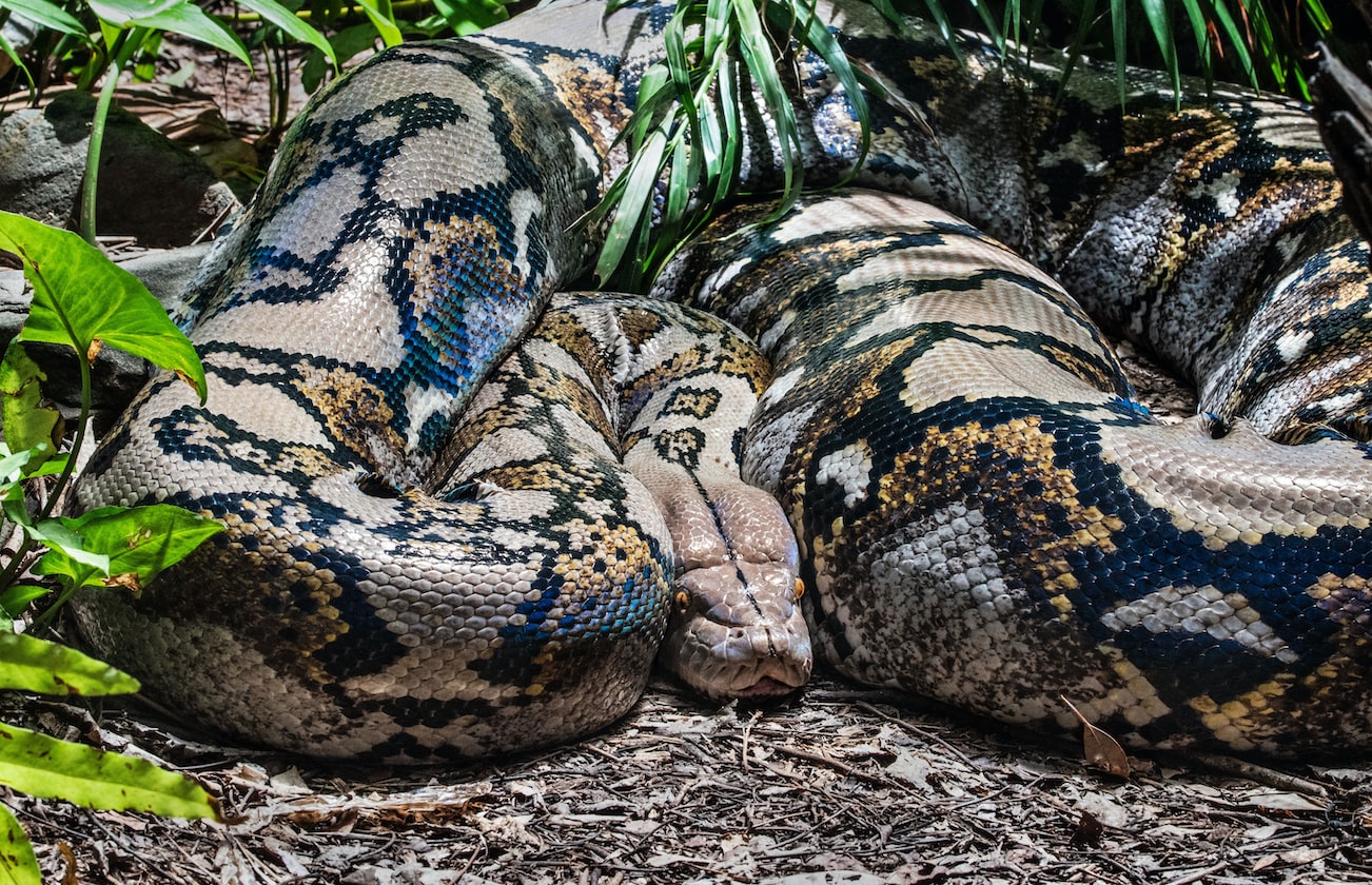 I WALKED INTO THE TOILET WHEN MY BRO PEEING, THOUGHT I SAW AN ‘ANACONDA’