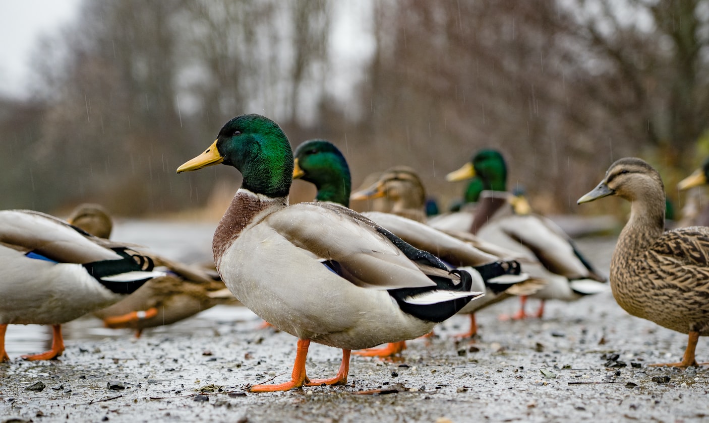 MAN FAILED HIS UNI SO HE BUILD MUSCLES & HAD PLASTIC SURGERY TO BE A “DUCK”