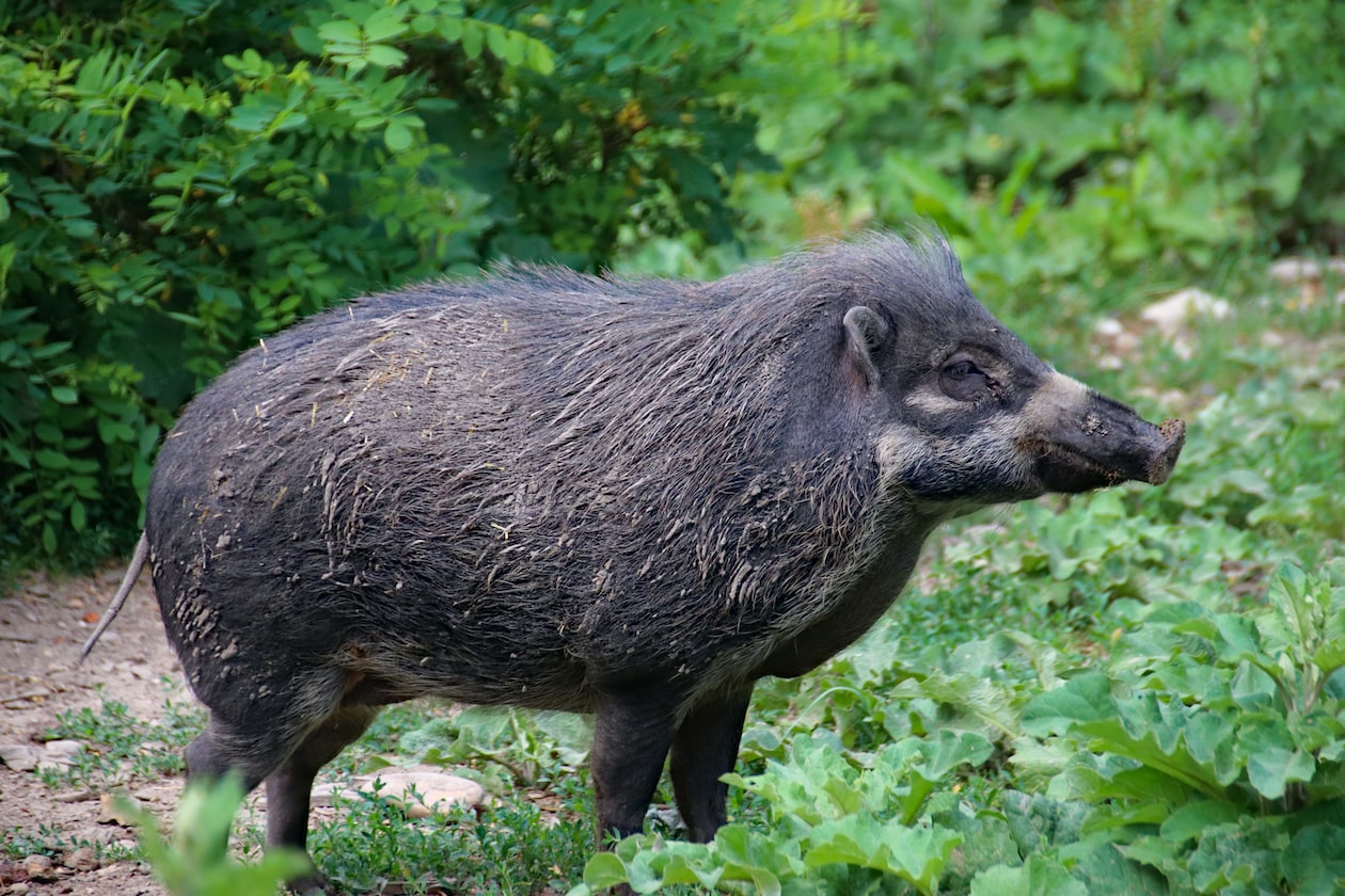 DEAD WILD BOAR IN NORTHWEST SPORE FOUND TO HAVE AFRICAN SWINE FEVER