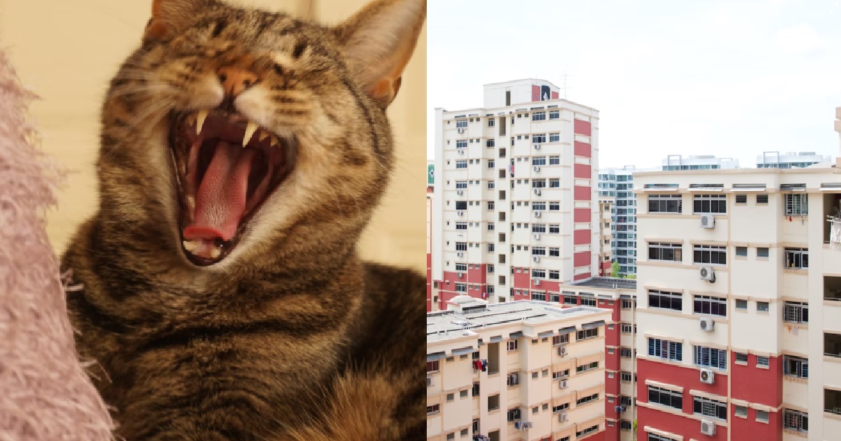 HDB LANDLORD’S CAT KEEPS BITING TENANT UNTIL SHE BLEEDS, TOLD SHE HAS TO “JUST TAKE IT”